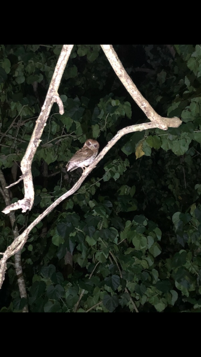 Puerto Rican Owl - ML647039427