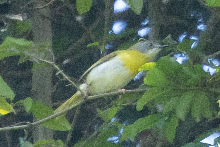 キムネイロムシクイ（flavida グループ） - ML647039428