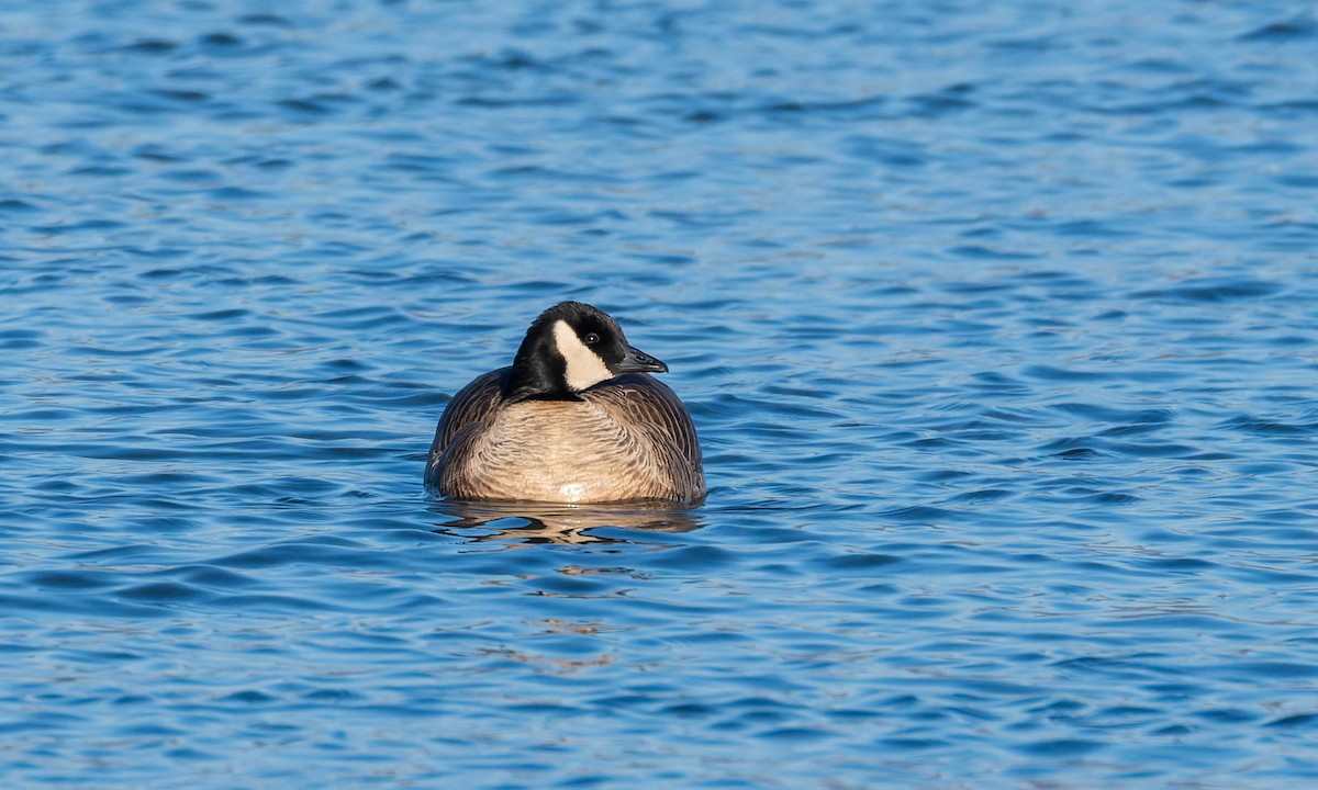 シジュウカラガン - ML647039430