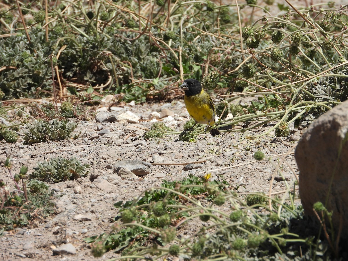 Thick-billed Siskin - ML647039432