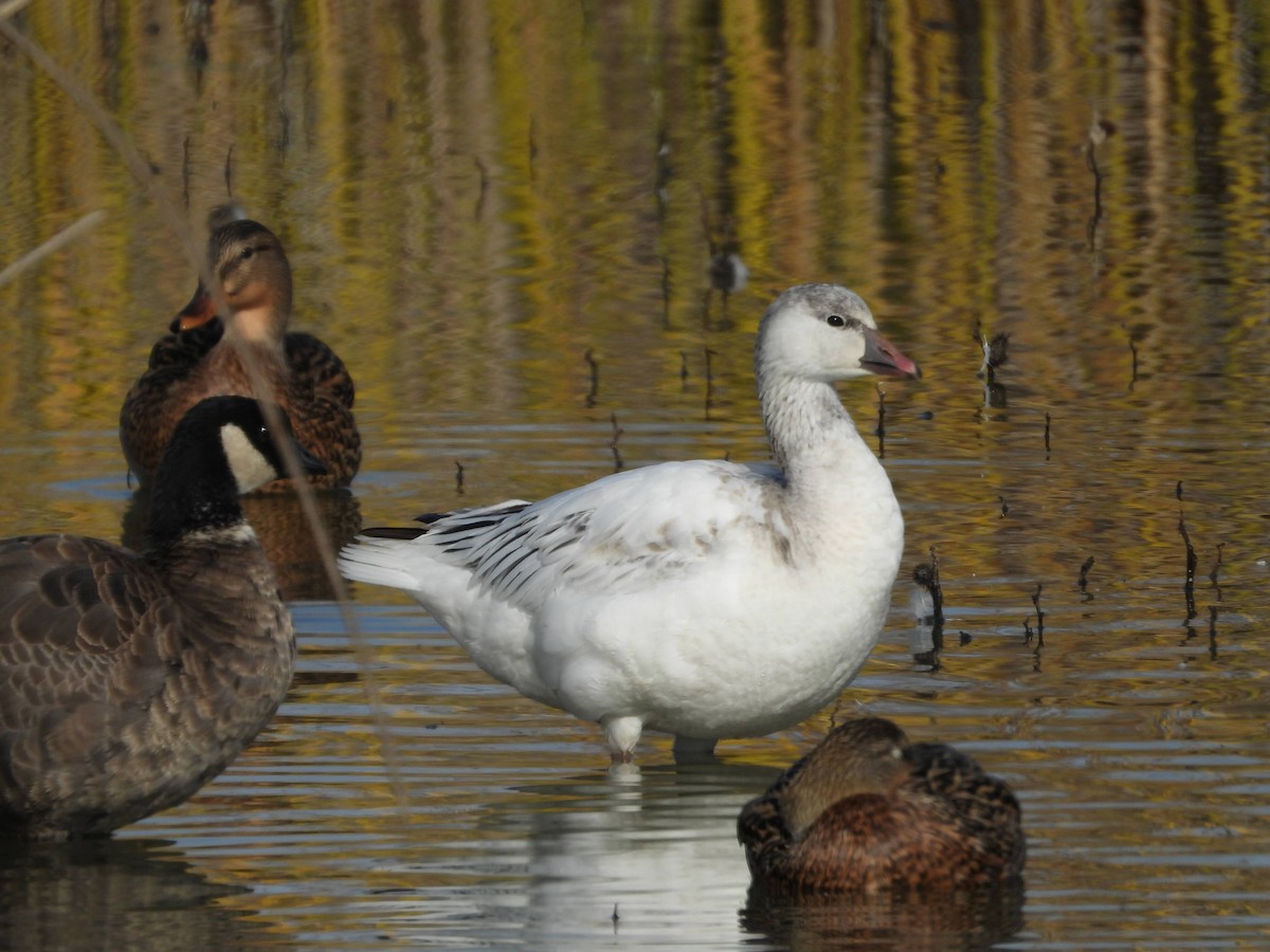 ヒメハクガン - ML647039433