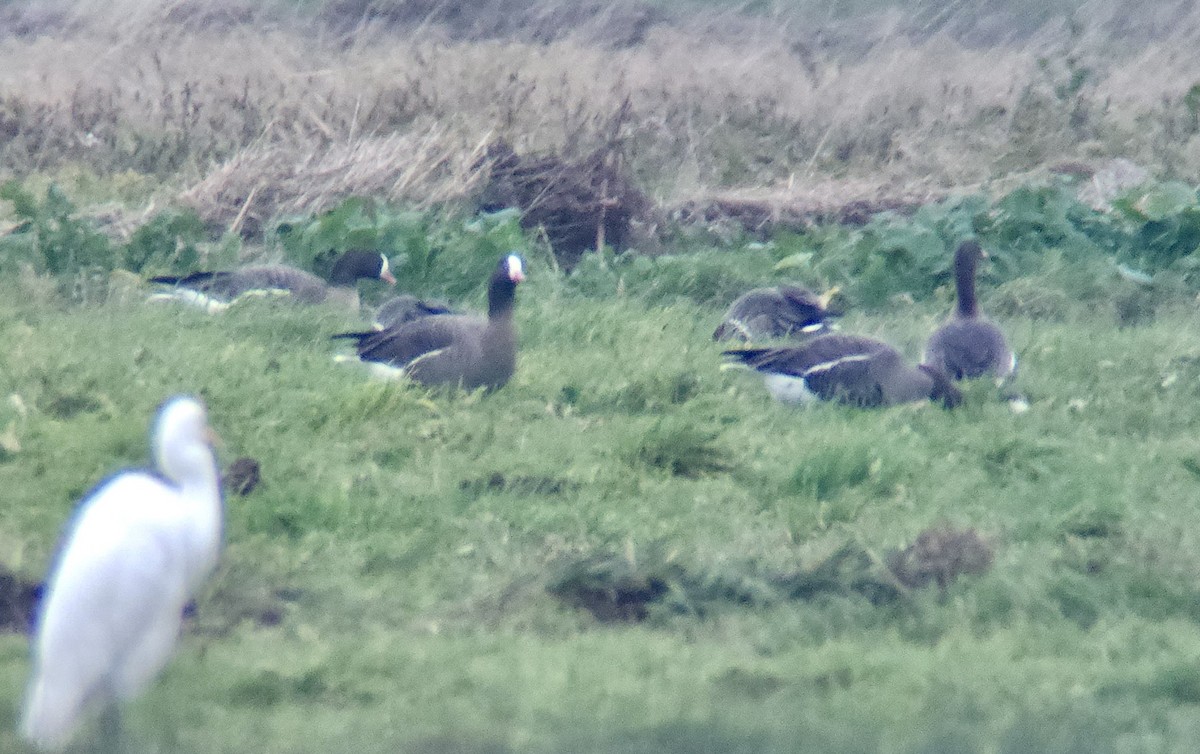 カリガネ - ML647039434