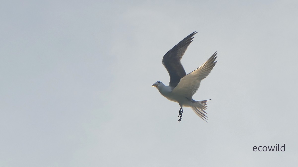 שחפית צהובת-מקור - ML647039435