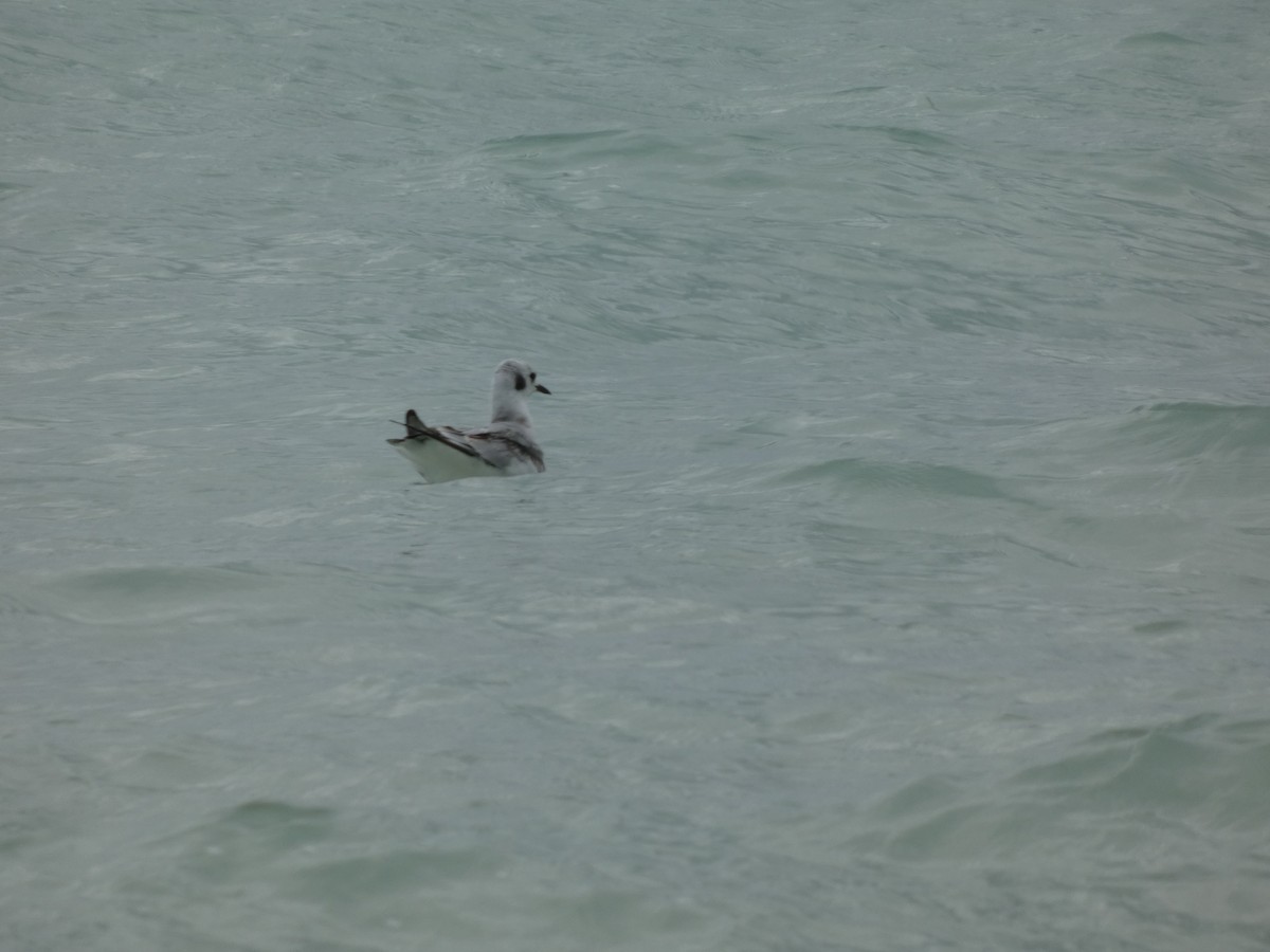 Bonaparte antxeta - ML647039436