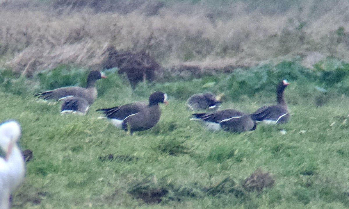 カリガネ - ML647039437