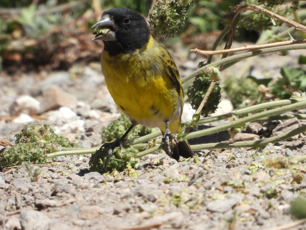 Thick-billed Siskin - ML647039438