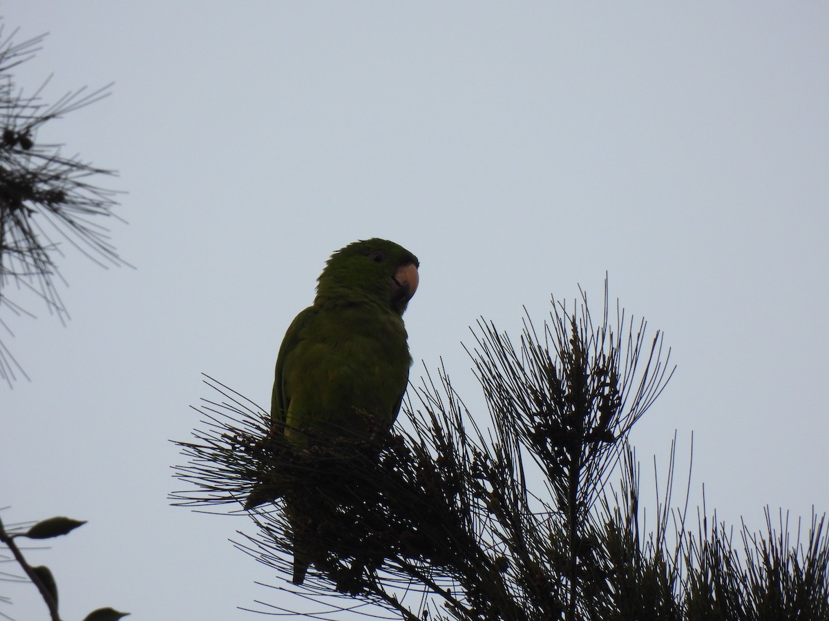 オオメキシコインコ - ML647039439