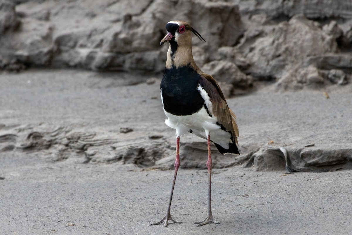 Southern Lapwing - ML647039440