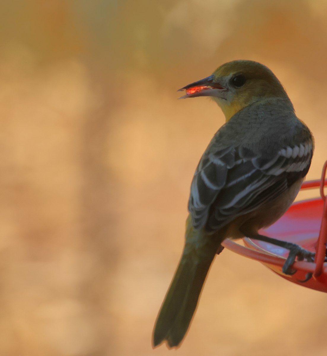 ボルチモアムクドリモドキ - ML647039442