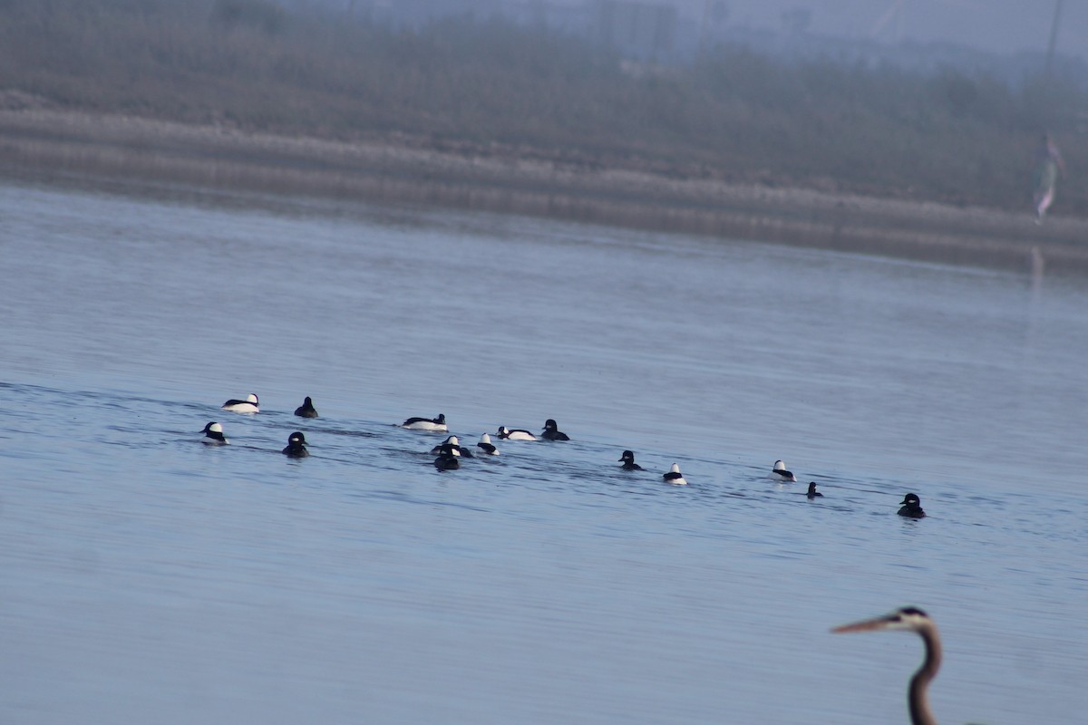 Bufflehead - ML647039443