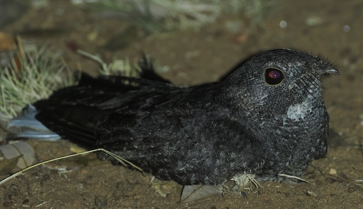Freckled Nightjar - ML647039444