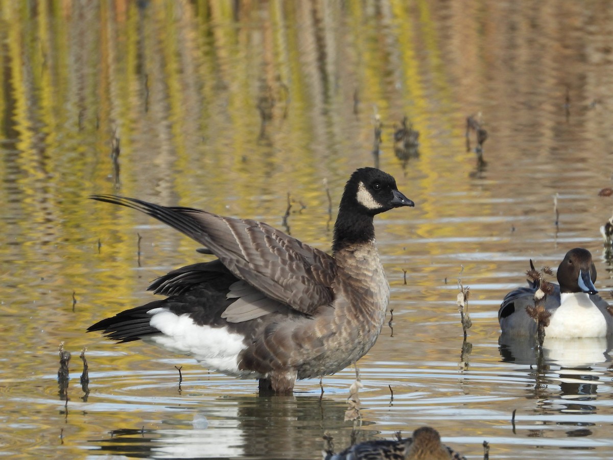 シジュウカラガン - ML647039445