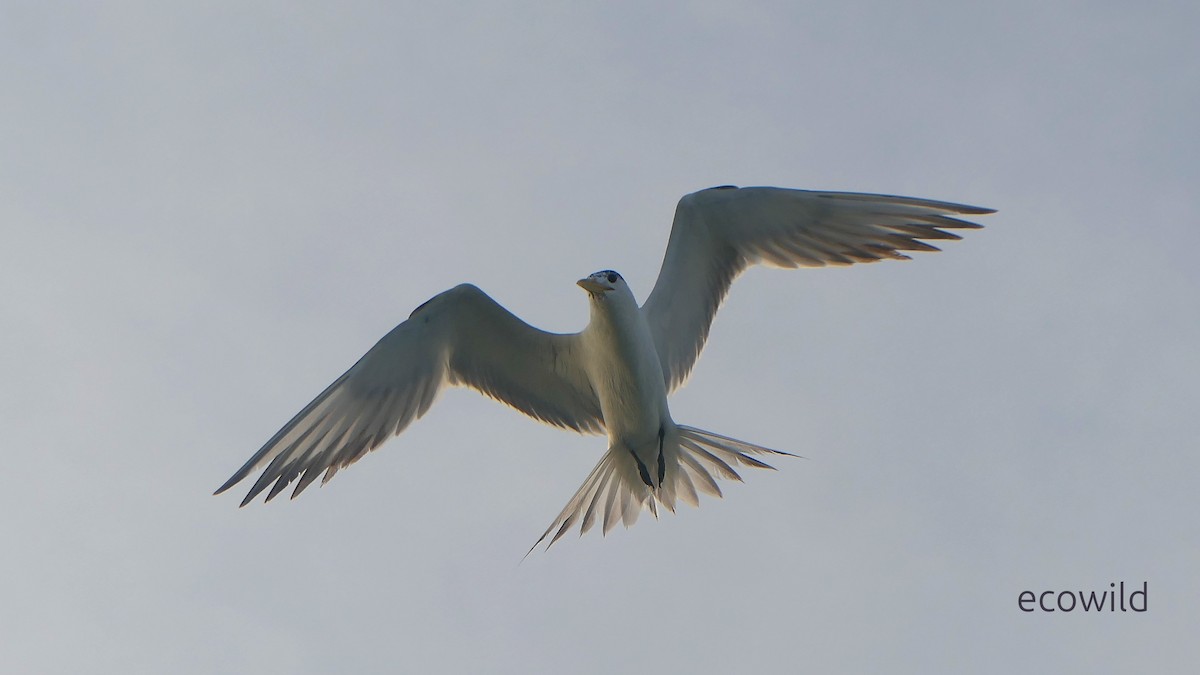 שחפית צהובת-מקור - ML647039449