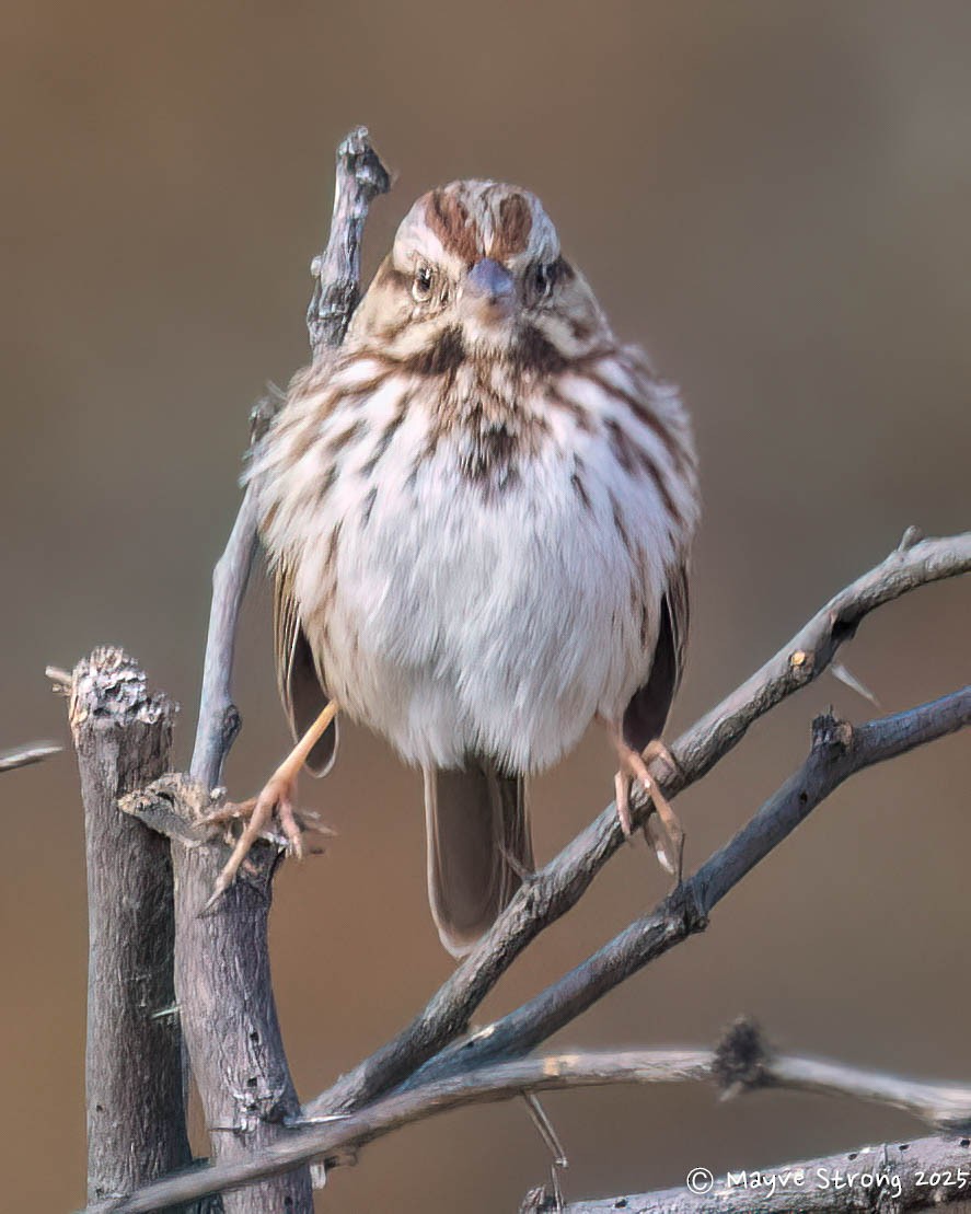 ウタスズメ - ML647039453