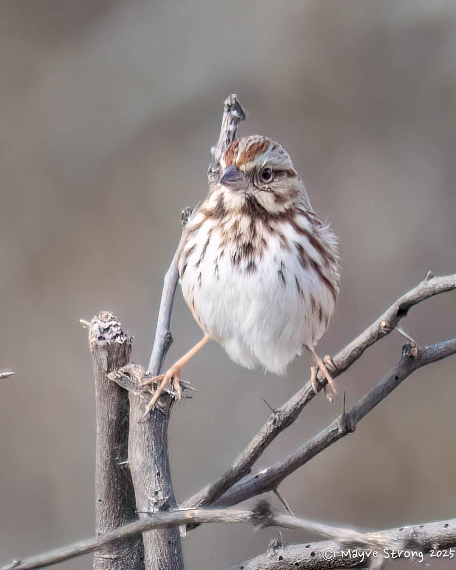 ウタスズメ - ML647039454