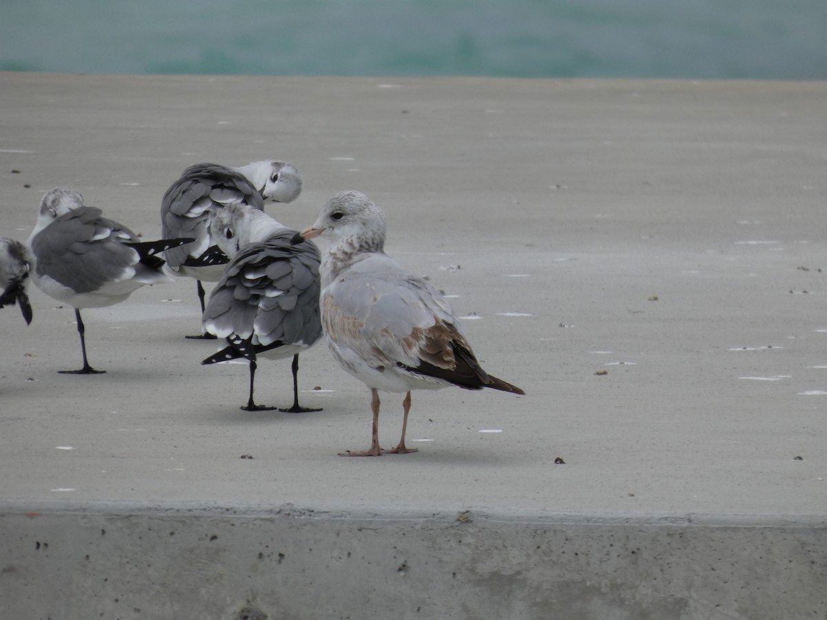 Delawareko kaioa - ML647039455