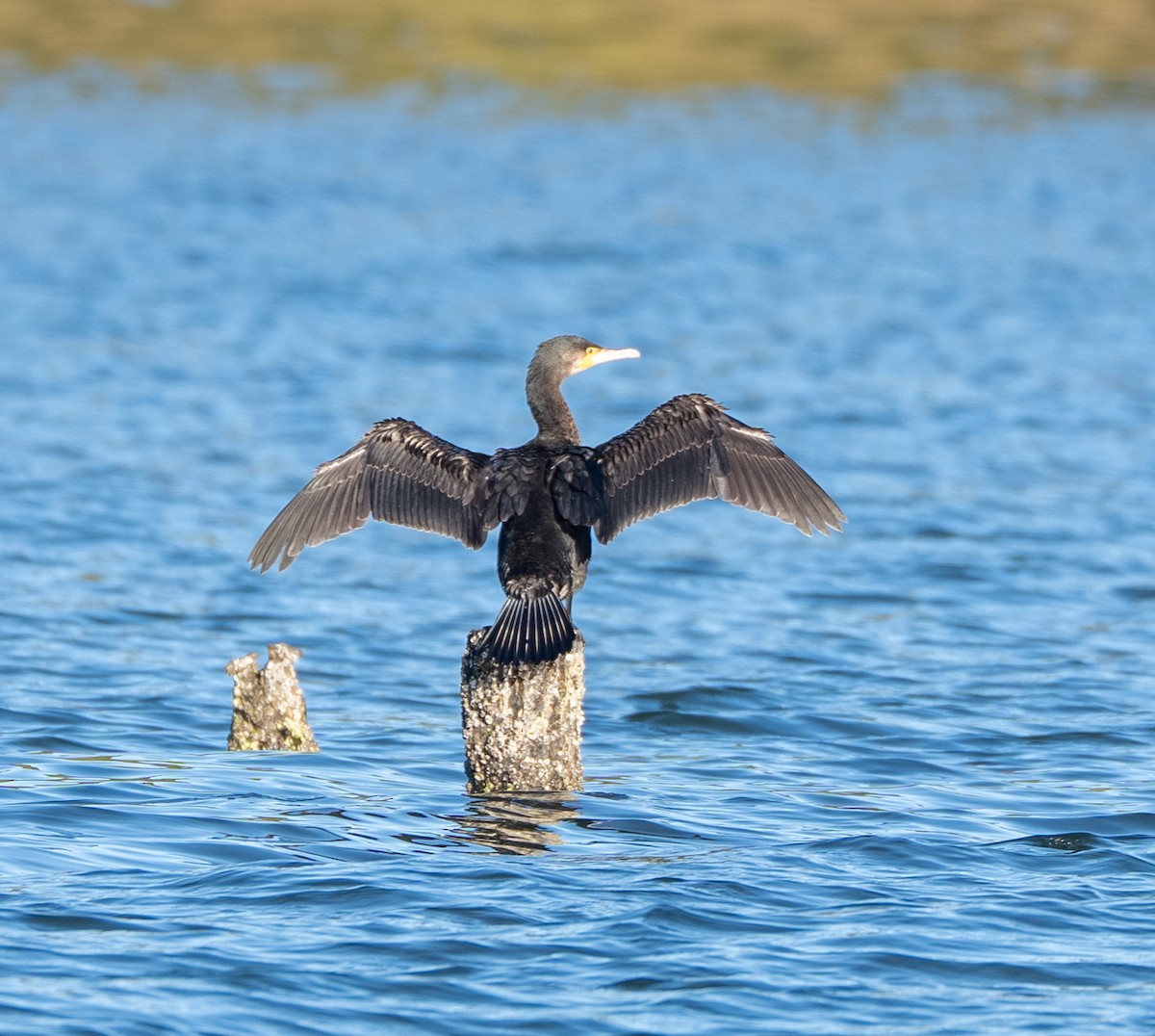 Баклан великий - ML647039456