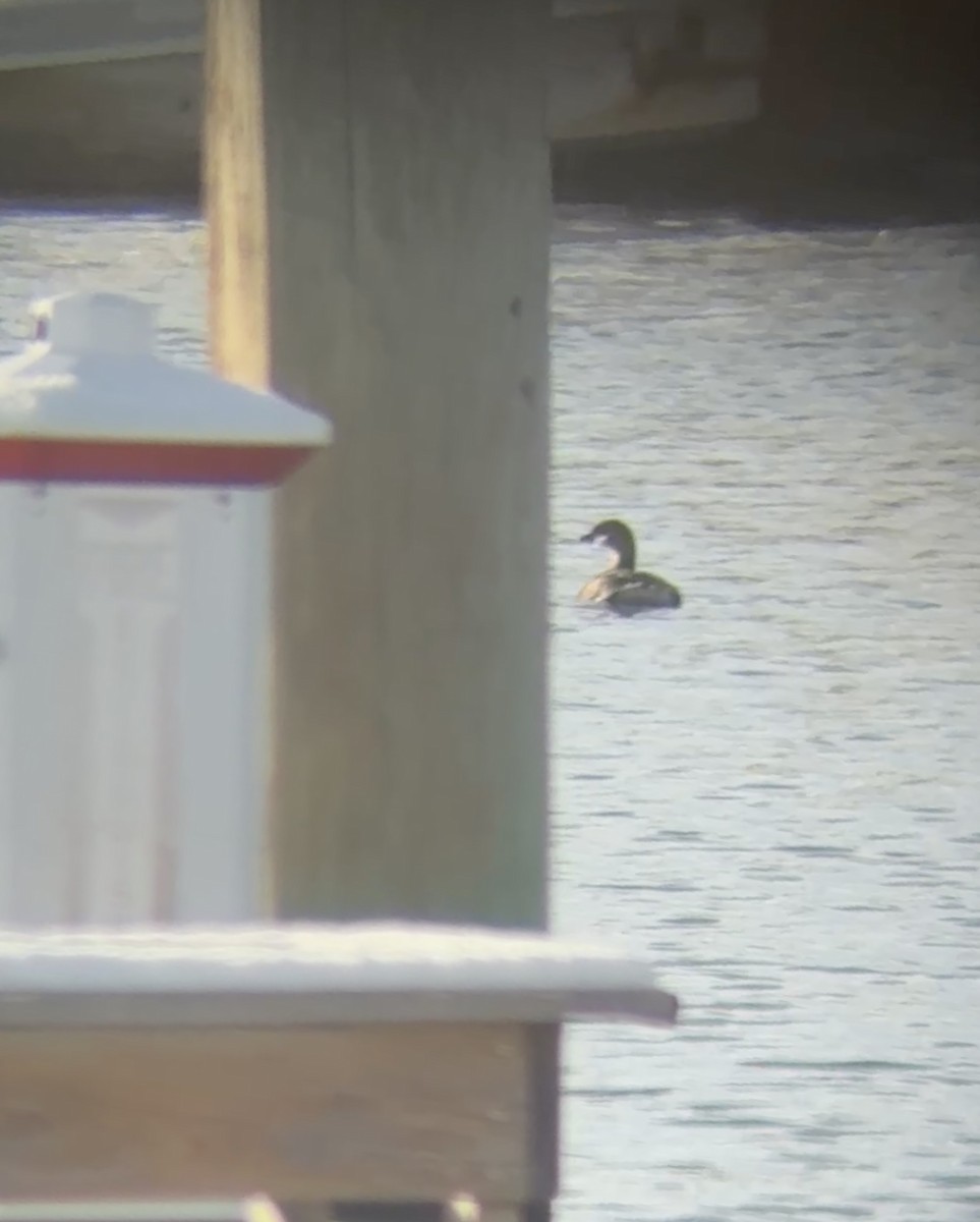 オビハシカイツブリ - ML647039461