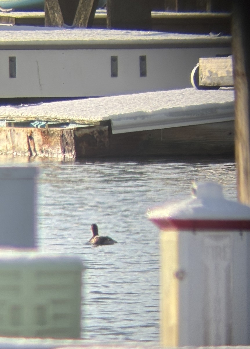 オビハシカイツブリ - ML647039462