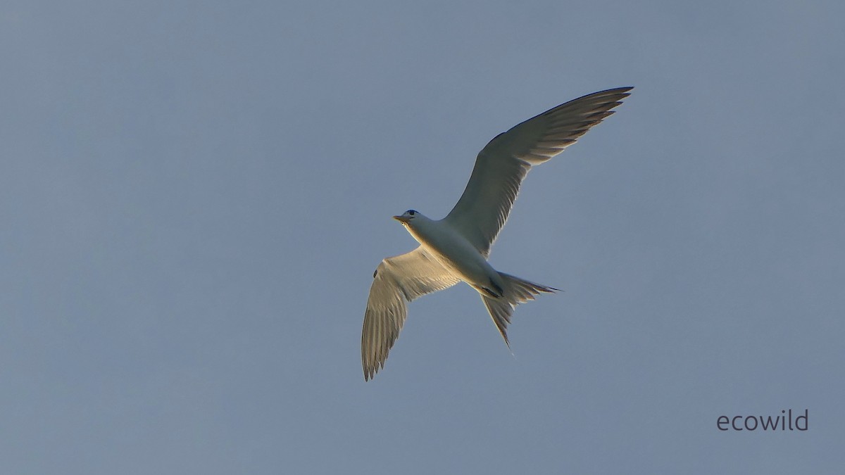 שחפית צהובת-מקור - ML647039463