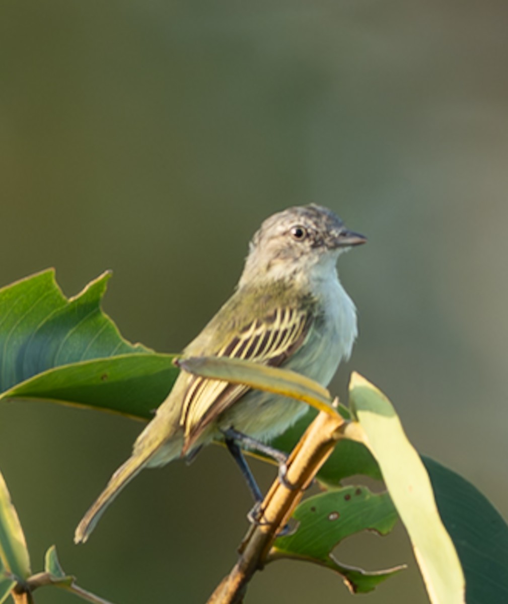 Guianan Tyrannulet - ML647039464