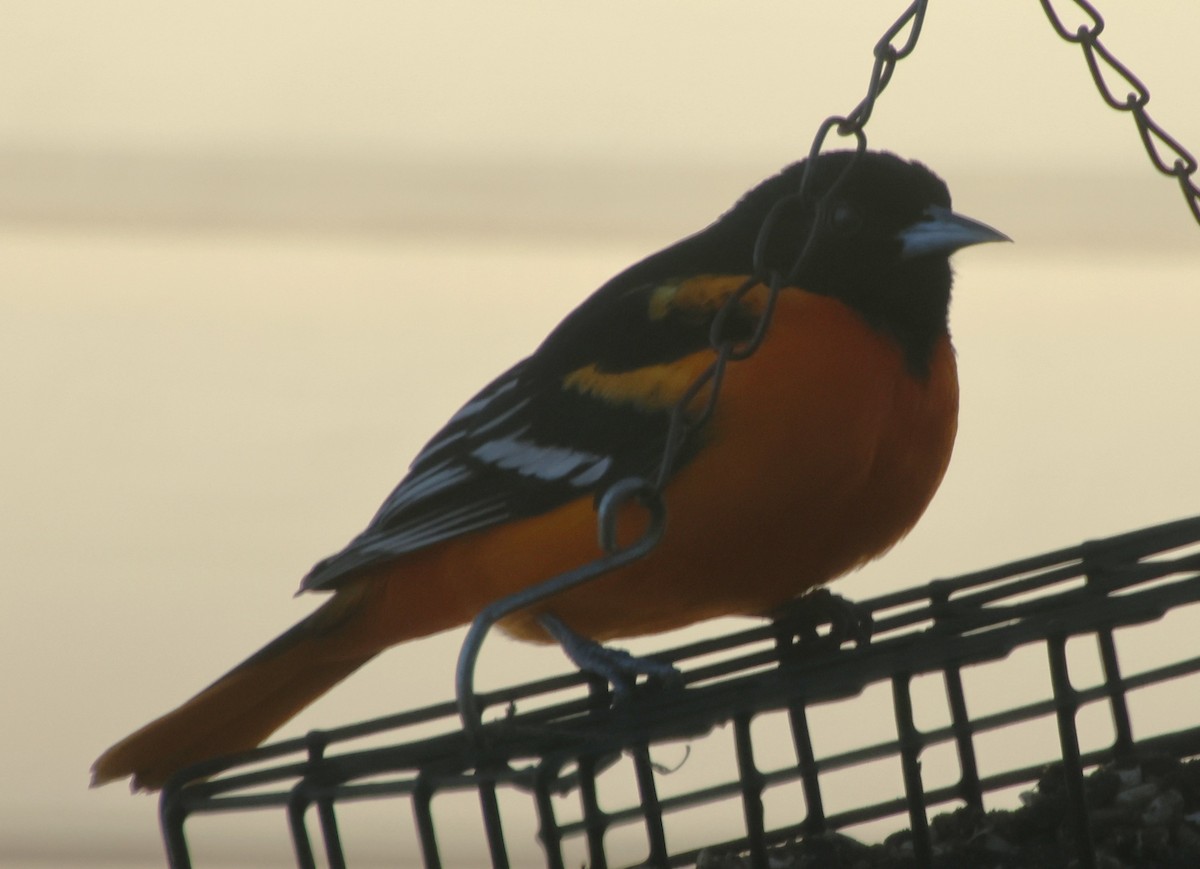 ボルチモアムクドリモドキ - ML647039467