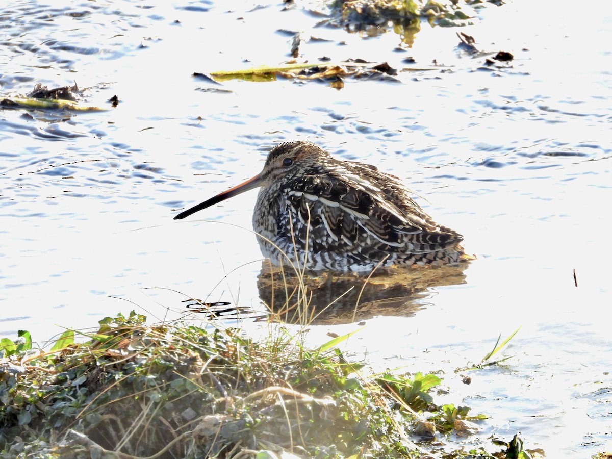 アメリカタシギ - ML647039468
