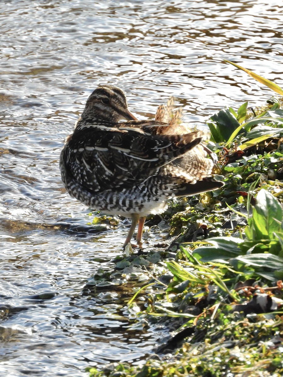 アメリカタシギ - ML647039471