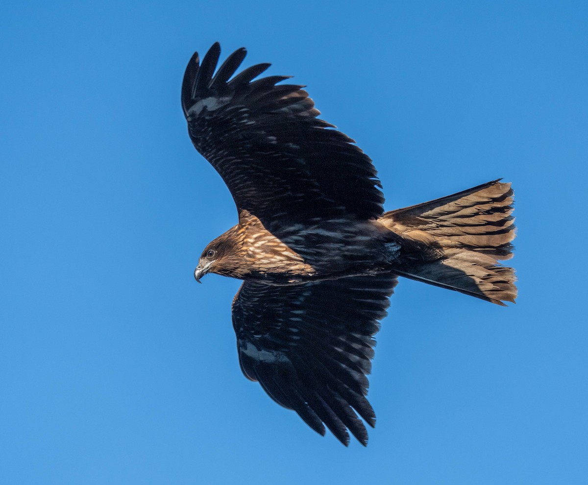 Шуліка чорний - ML647039484