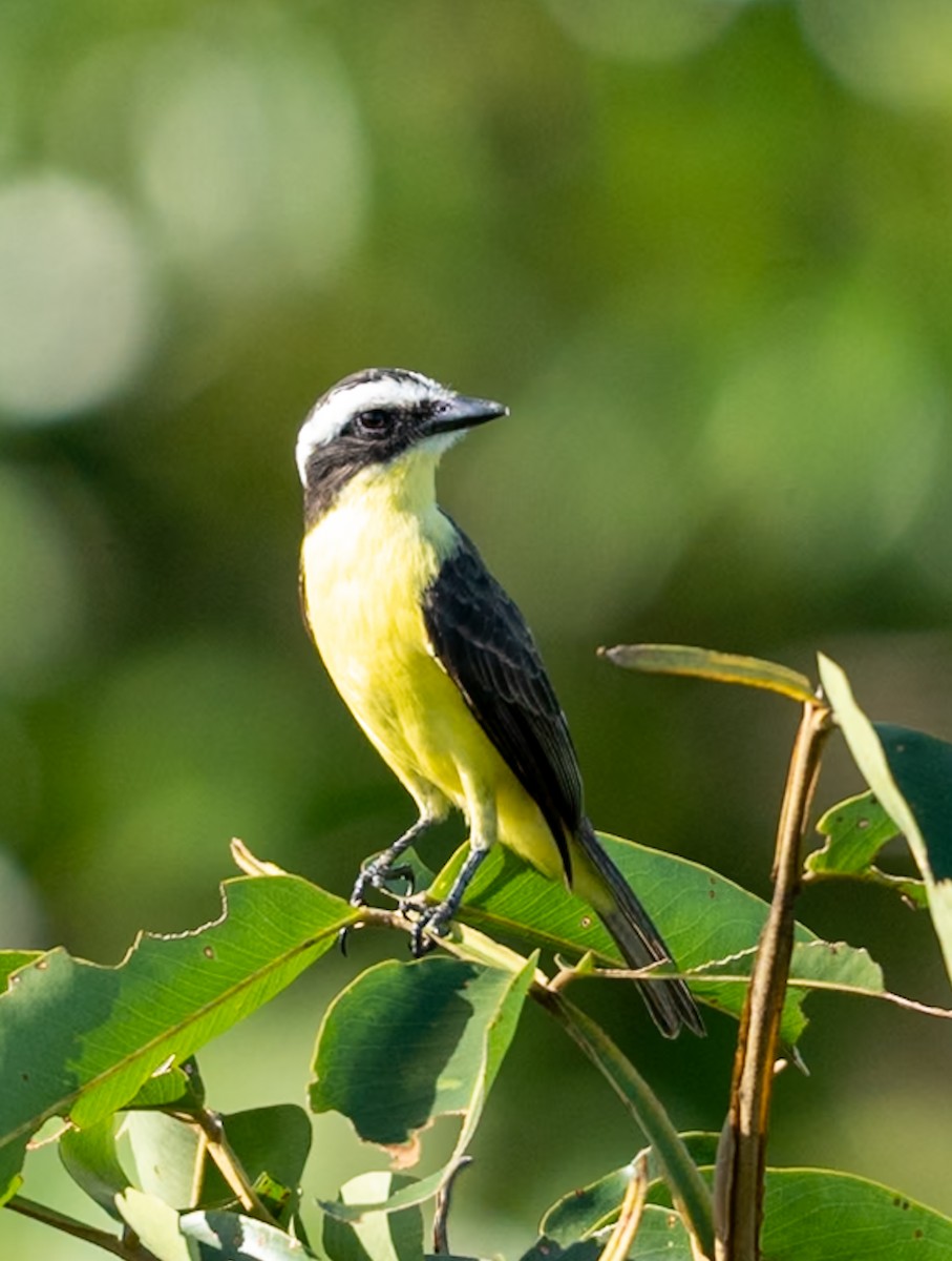 Yellow-throated Flycatcher - ML647039487