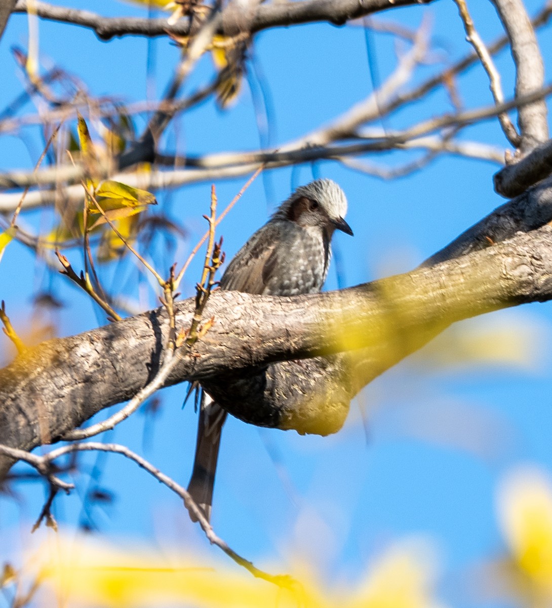 Оливник короткопалий - ML647039492
