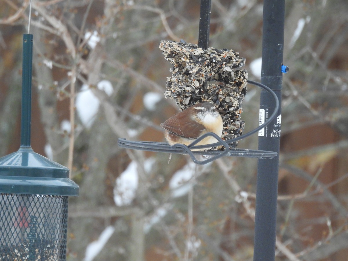 Carolina Wren - ML647039495