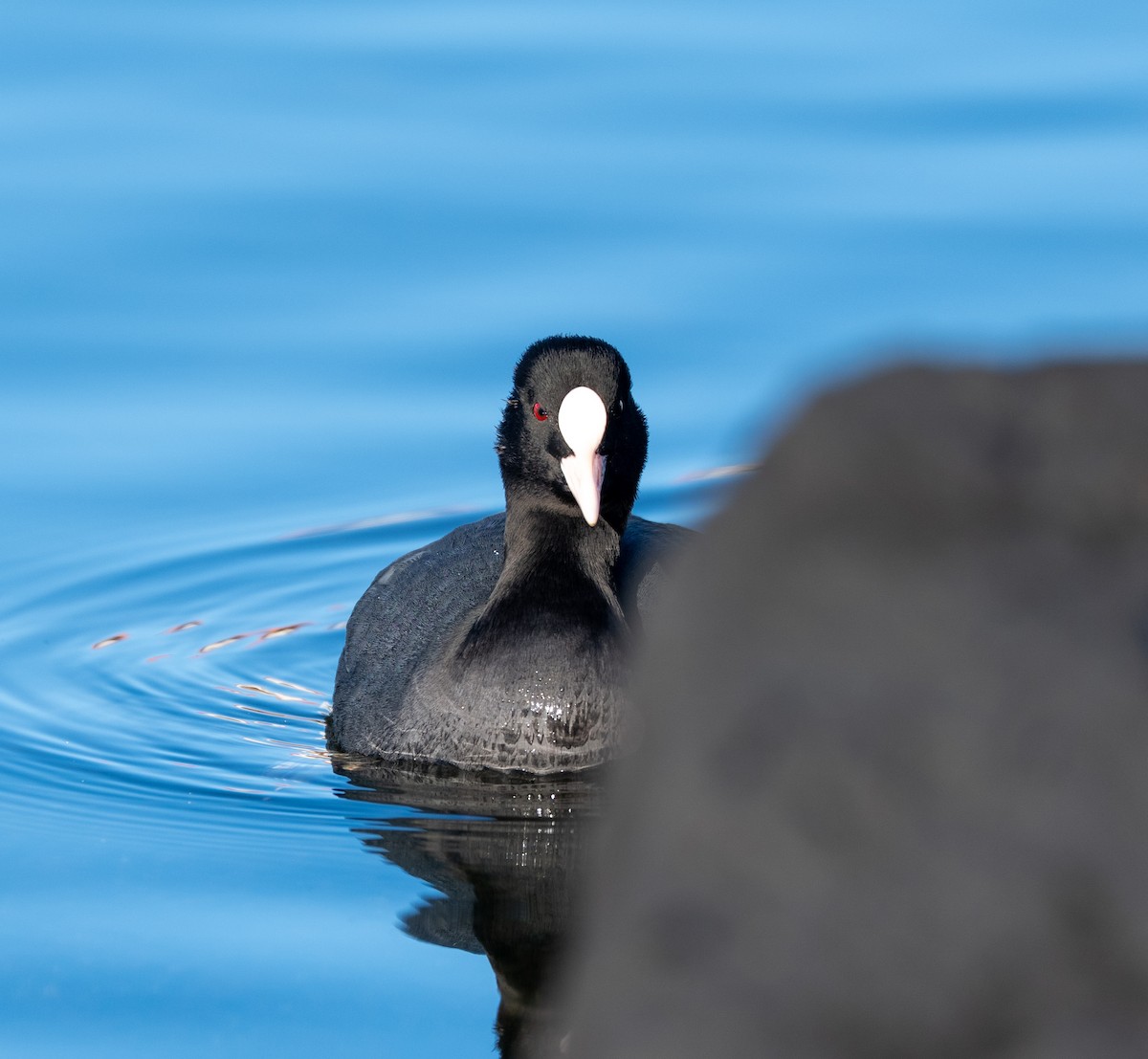 Лиска звичайна - ML647039497