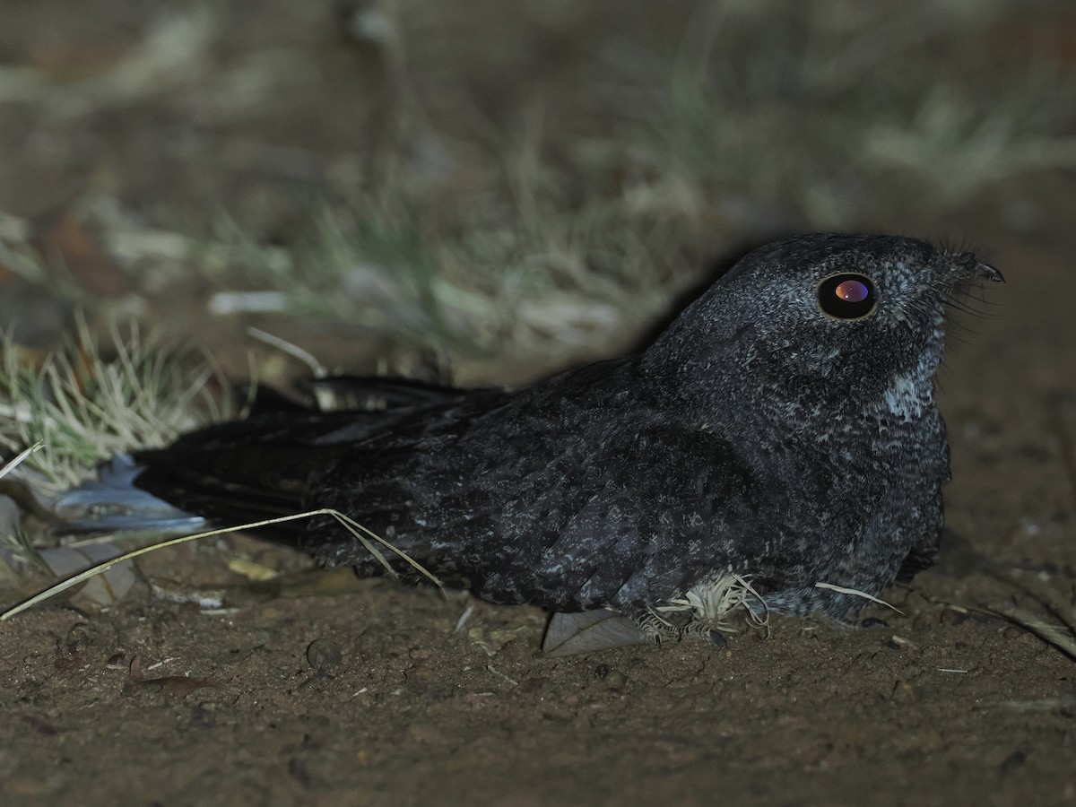 Freckled Nightjar - ML647039499