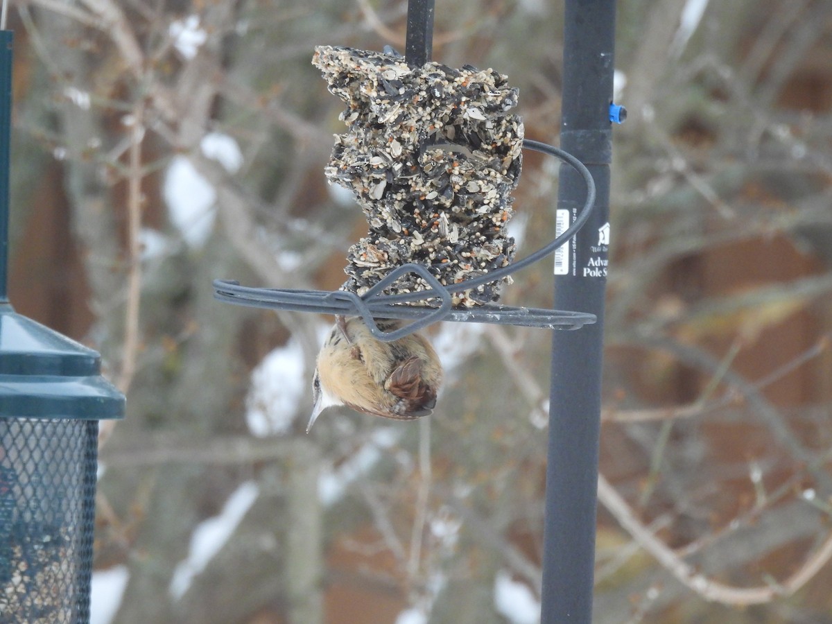Carolina Wren - ML647039500