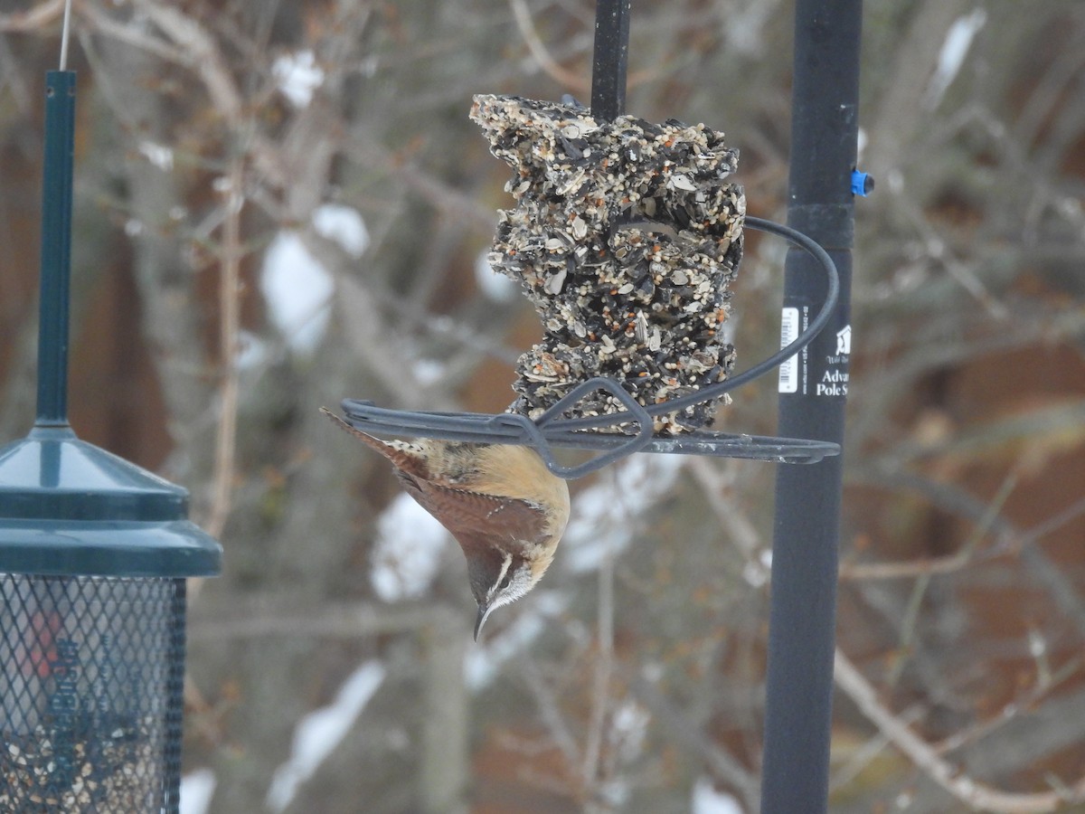 Carolina Wren - ML647039501