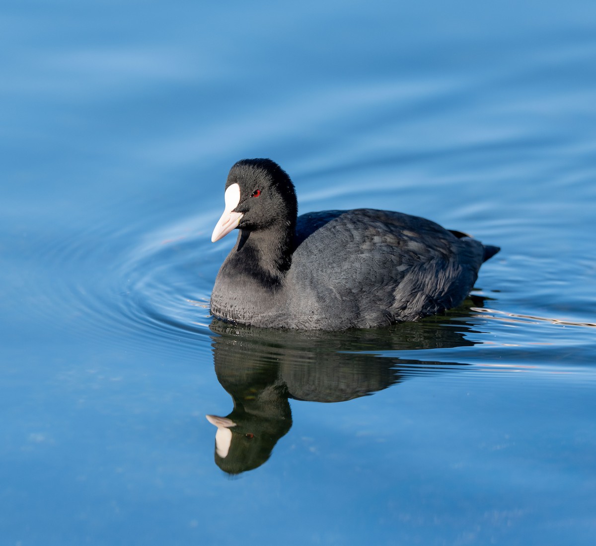 Лиска звичайна - ML647039504