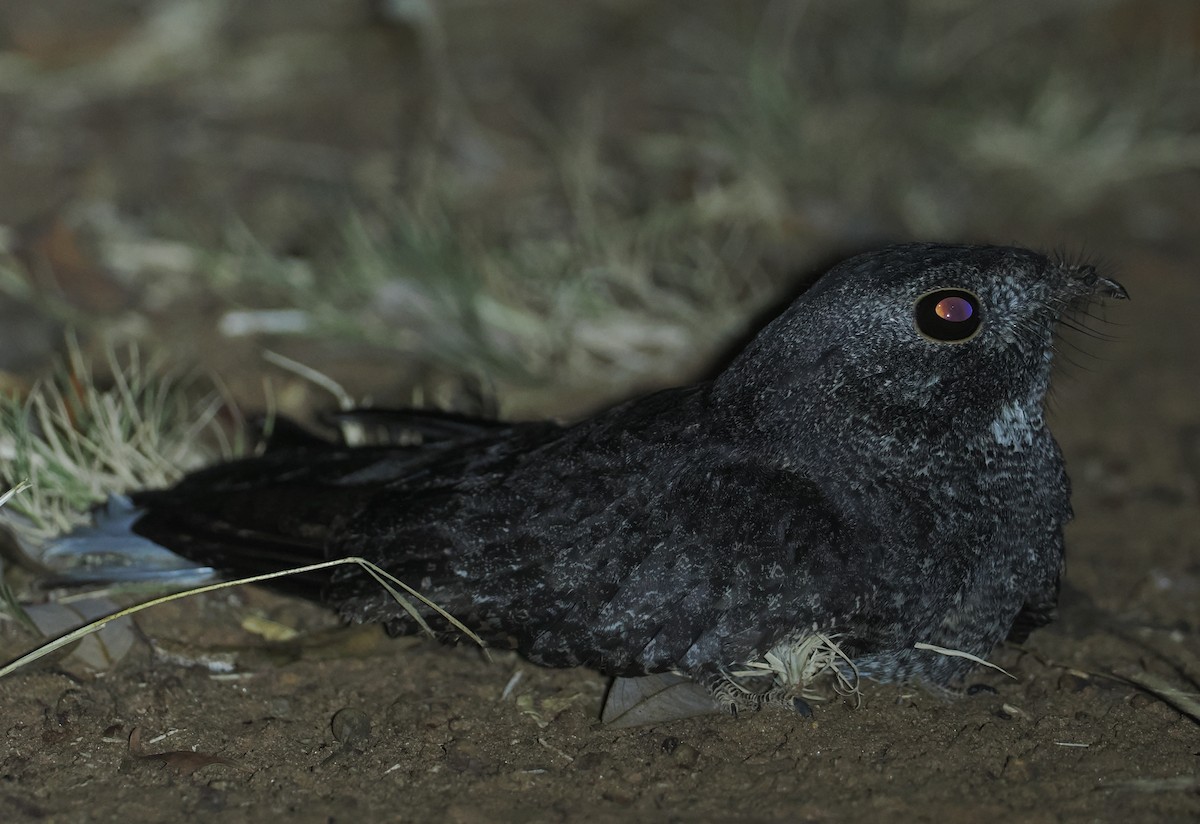 Freckled Nightjar - ML647039505