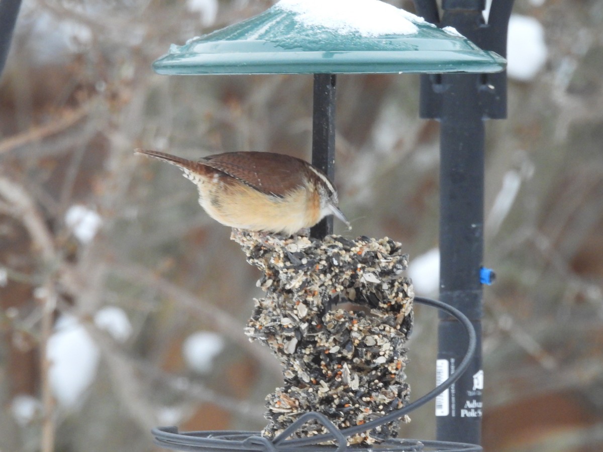 Carolina Wren - ML647039506