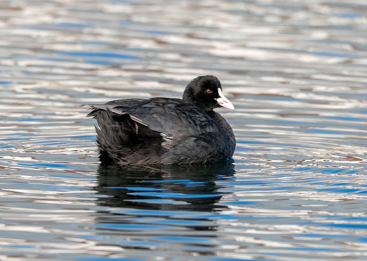 Лиска звичайна - ML647039507