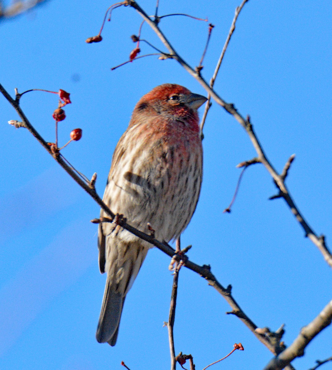 House Finch - ML647039514