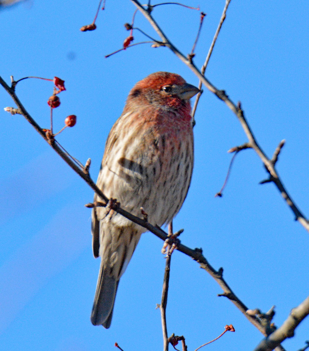 House Finch - ML647039515
