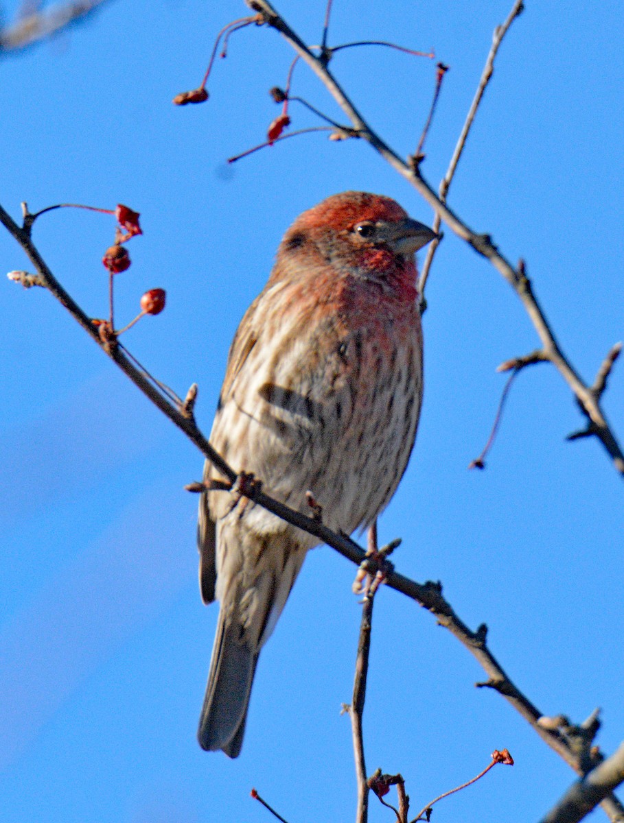 House Finch - ML647039516