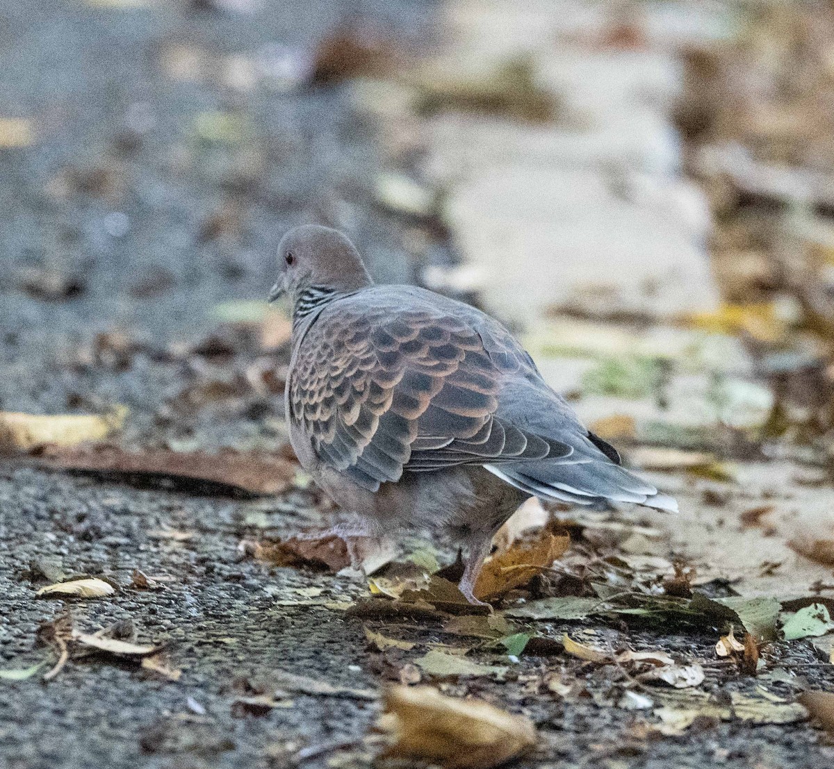 Горлиця велика - ML647039522