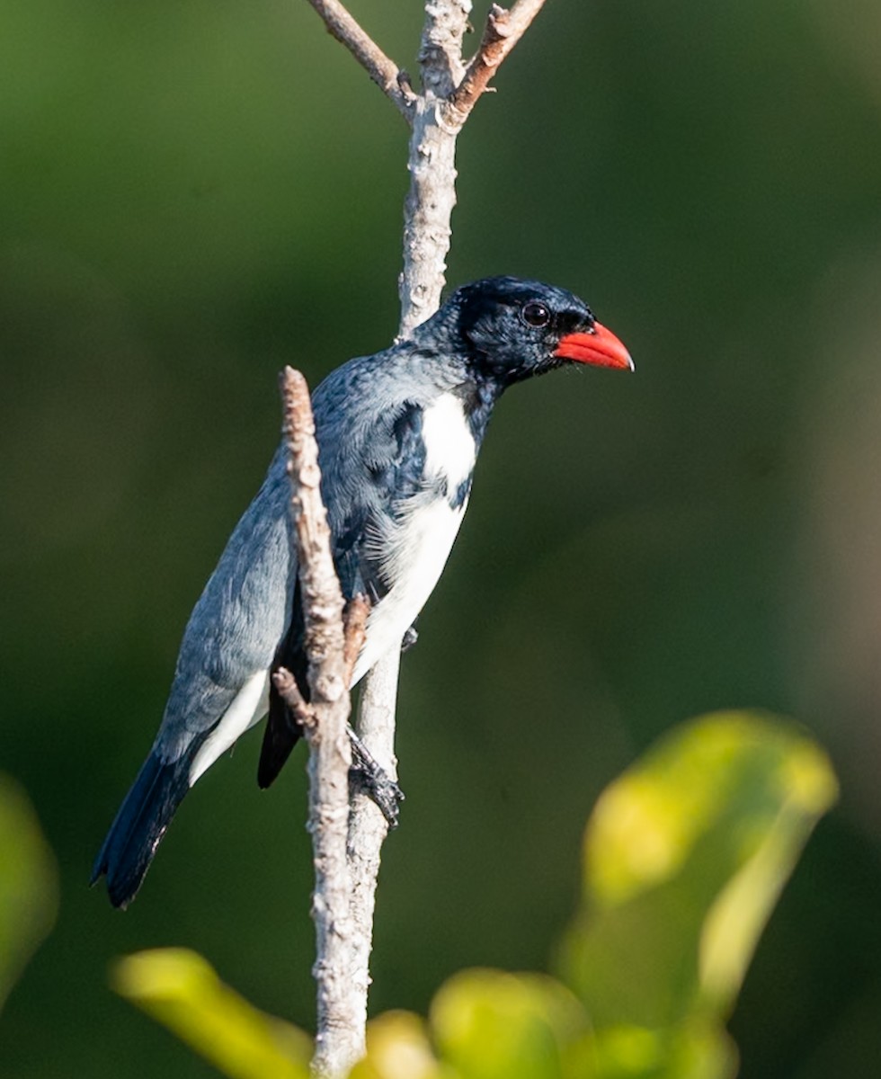 Red-billed Pied Tanager - ML647039523