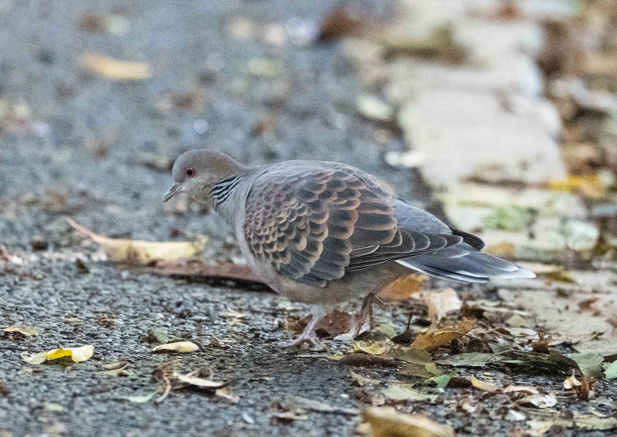 Oriental Turtle-Dove - ML647039524