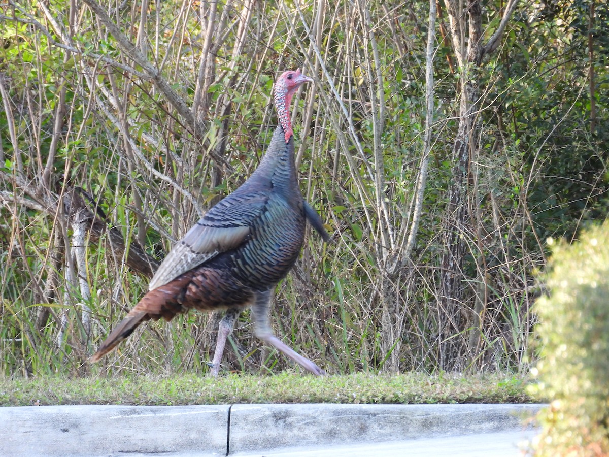 Wild Turkey - ML647039525