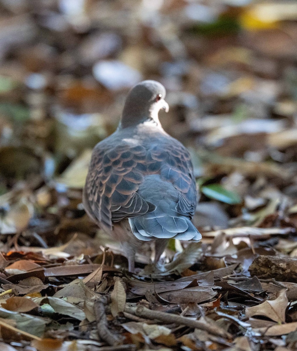 Oriental Turtle-Dove - ML647039527