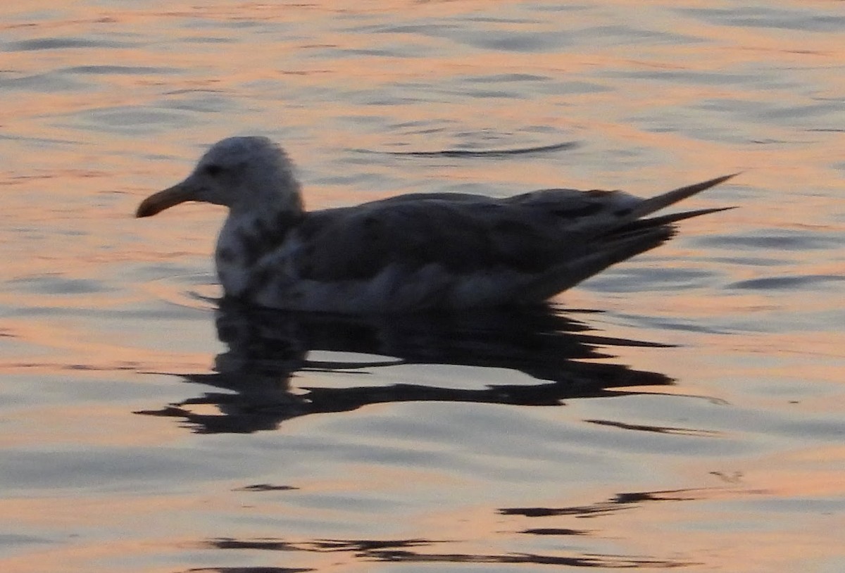שחף בלתי-מזוהה - ML647039529