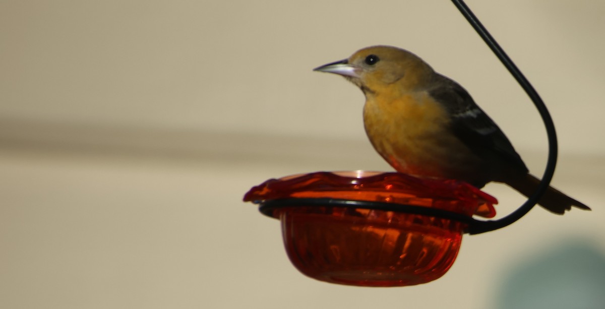 Baltimore Oriole - ML647039530